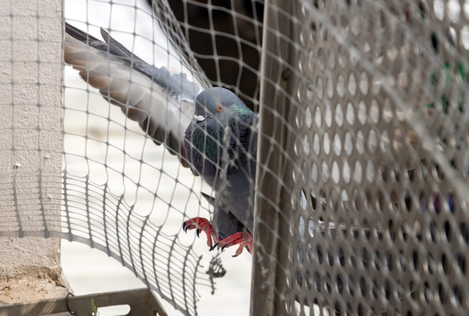 pigeon netting